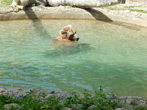 Grizzly,Toronto ZOO,Toronto,Canada