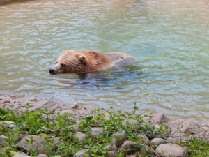 Grizzly,Toronto ZOO,Toronto,Canada