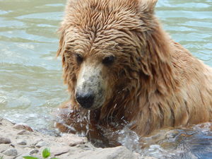 Grizzly,Toronto ZOO,Toronto,Canada