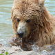 Grizzly,Toronto ZOO,Toronto,Canada