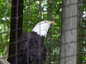 Orzel,Toronto ZOO,Toronto,Canada