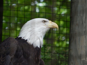 Orzel,Toronto ZOO,Toronto,Canada