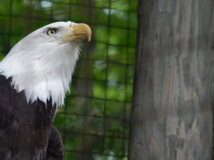 Orzel,Toronto ZOO,Toronto,Canada