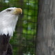 Orzel,Toronto ZOO,Toronto,Canada