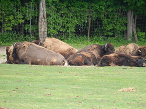 Bizony,Toronto ZOO,Toronto,Canada