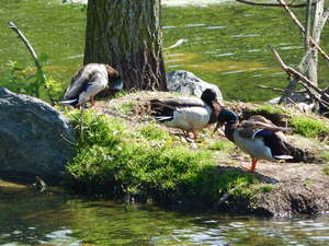 Kaczusie,Toronto ZOO,Toronto,Canada