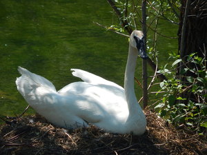 Labadki,Toronto ZOO,Toronto,Canada