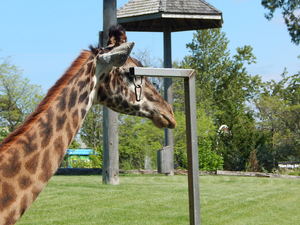 Zyrafki,Toronto ZOO,Toronto,Canada