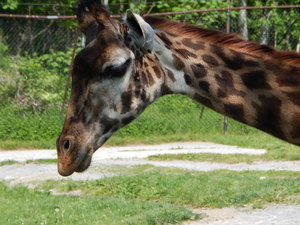 Zyrafki,Toronto ZOO,Toronto,Canada