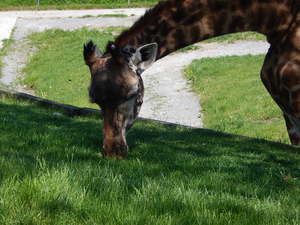 Zyrafki,Toronto ZOO,Toronto,Canada