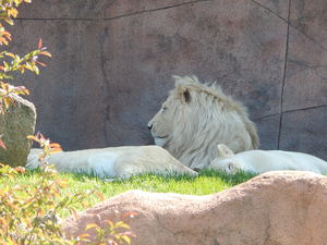 Lwy,Toronto ZOO,Toronto,Canada