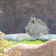 Lwy,Toronto ZOO,Toronto,Canada