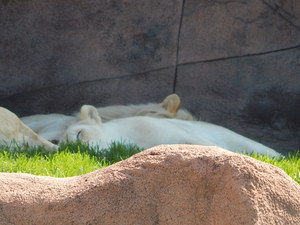 Lwy,Toronto ZOO,Toronto,Canada