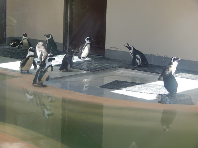 Pingwiny z RPA,Toronto ZOO,Toronto,Canada