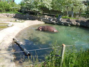 Hipcio,Toronto ZOO,Toronto,Canada