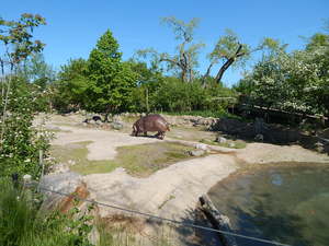 Hipcio,Toronto ZOO,Toronto,Canada