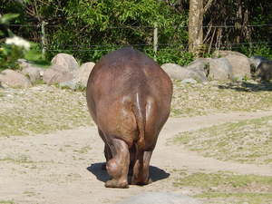 Hipcio,Toronto ZOO,Toronto,Canada