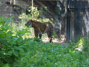 Tygrys,Toronto ZOO,Toronto,Canada