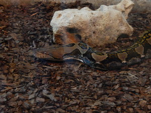 Boa,Toronto ZOO,Toronto,Canada