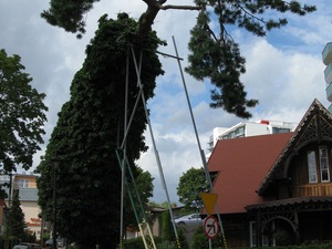 Pomnik  przyrody - Przytuleni