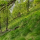 Las modrzewiowy