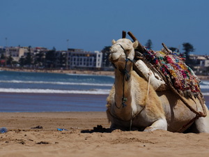 25715239 - Essaouira As Sawira