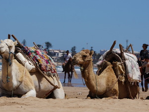 25715240 - Essaouira As Sawira