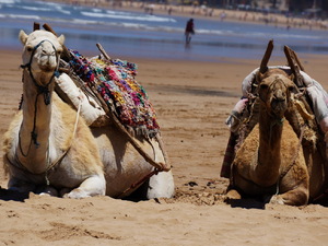 25715245 - Essaouira As Sawira