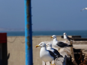 25715270 - Essaouira As Sawira