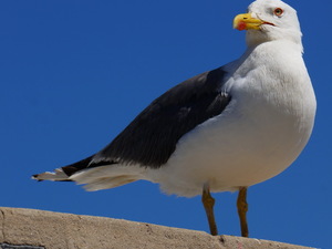 25715275 - Essaouira As Sawira