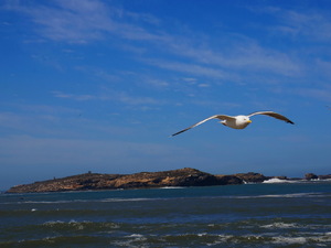 25715276 - Essaouira As Sawira