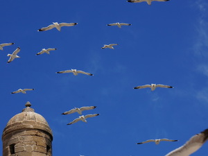 25715282 - Essaouira As Sawira