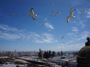 25715287 - Essaouira As Sawira