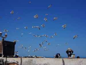 25715305 - Essaouira As Sawira