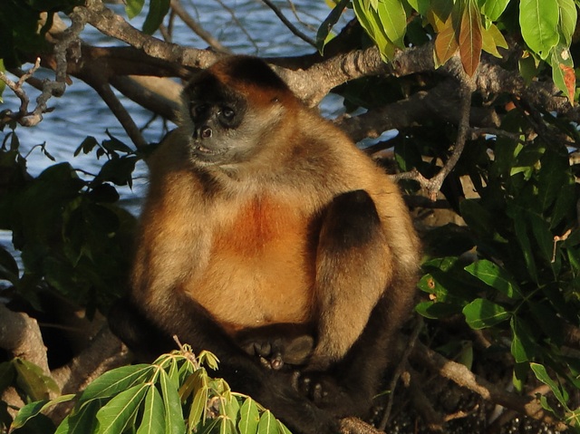 Małpia wyspa na Jeziorze Nikaragua w okolicach Granady 