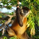 Małpia wyspa na Jeziorze Nikaragua w okolicach Granady 
