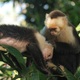 Ometepe, kapucynka  