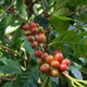Matagalpa, plantacja kawy Selva Negra