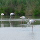 Camargue