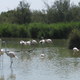 Camargue