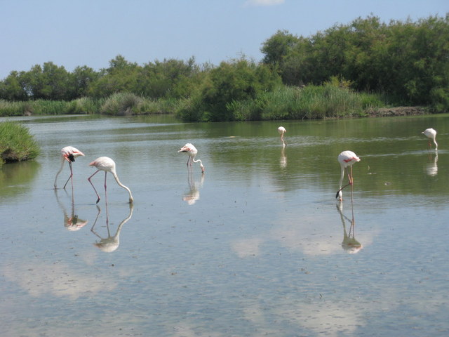 Camargue