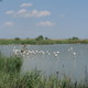 Camargue