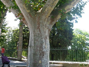 Arles