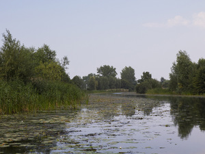 Wisła Królewiecka