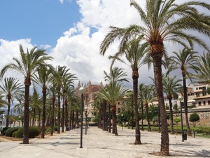 25719569 - Palma de Mallorca W Palmie pod palmą