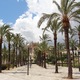25719569 - Palma de Mallorca W Palmie pod palmą