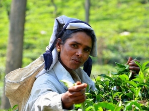 Lankijka na plantacji herbaty w Ella
