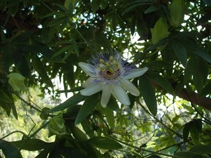 Męczennica błękitna (Passiflora caerulea).    