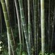 Plantacja bambusów