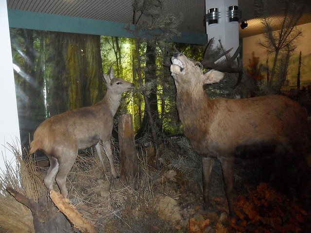 Muzeum Przyrodnicze